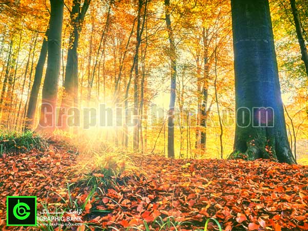 تصویر خورشید در جنگل پاییزی