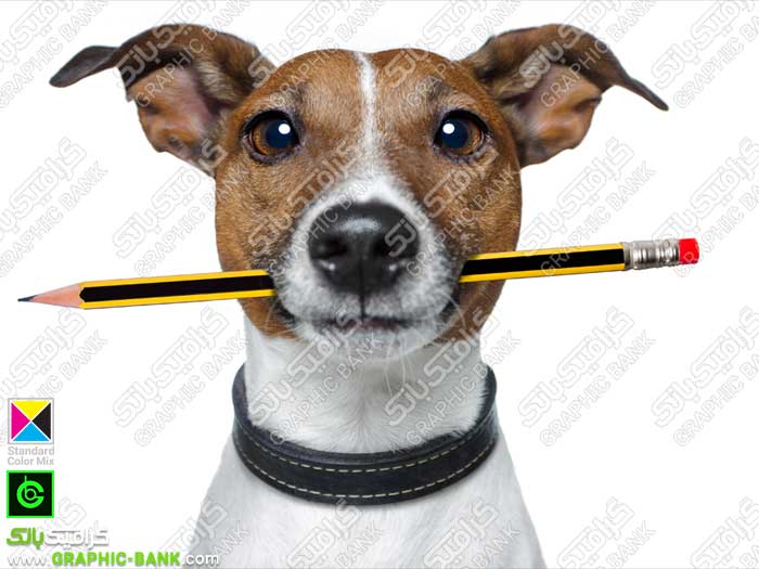 تصویر مداد در دهان سگ