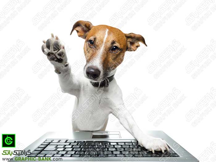 سگ در حال استفاده از کامپیوتر