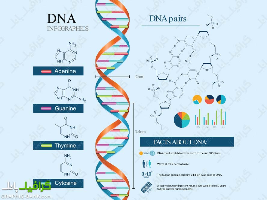 وکتور اینفوگرافی DNA
